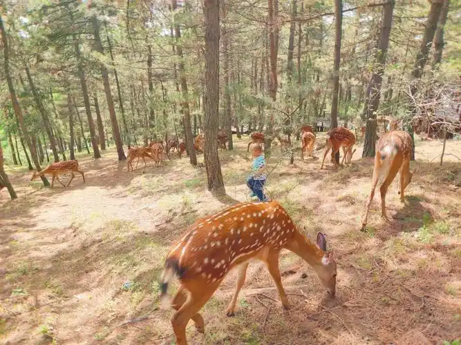 辽源城市介绍_辽源气候形成原因分析_辽源中国梅花鹿之乡