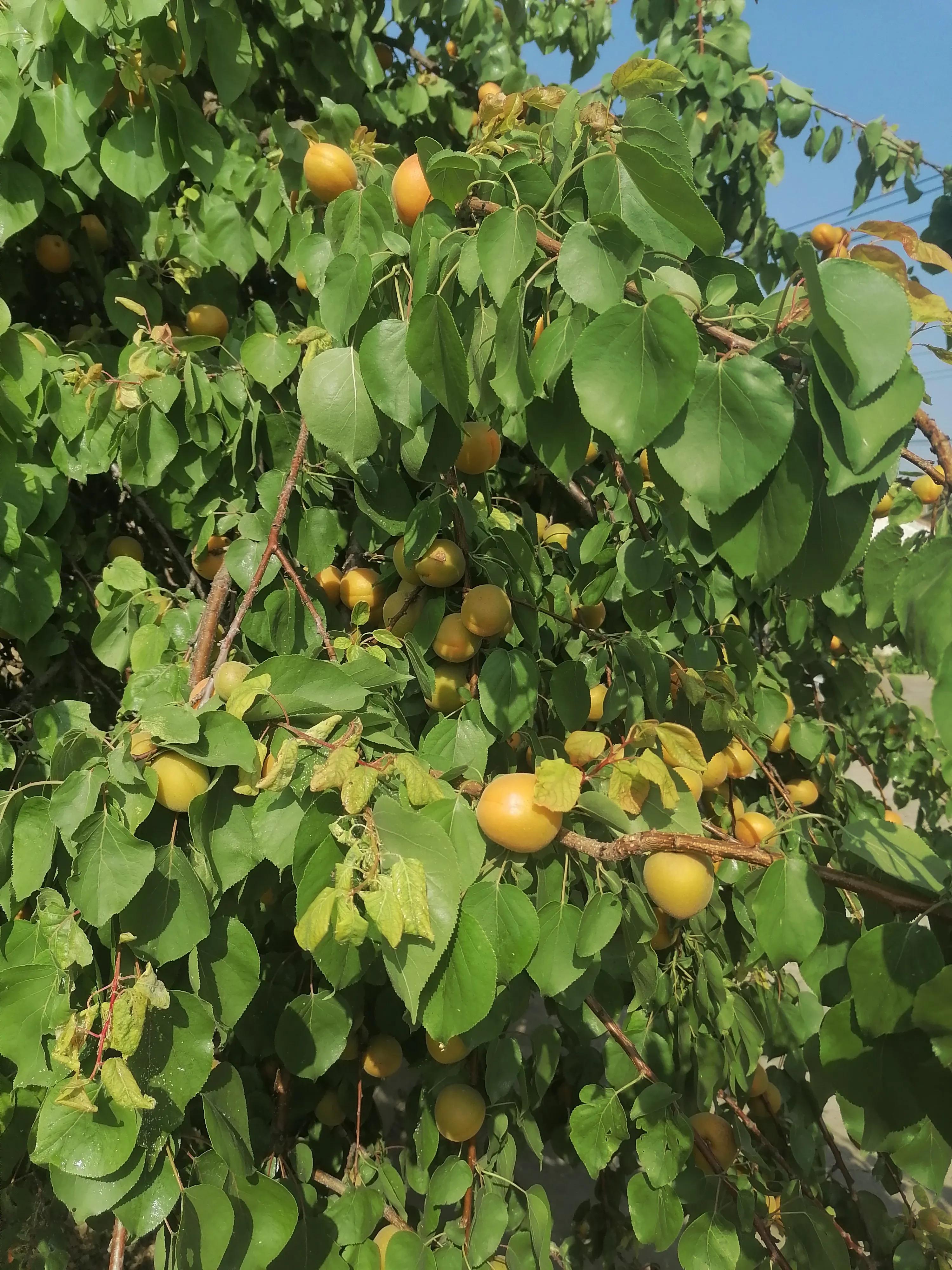 临汾壶口瀑布自然风光_临汾四季气候特点详解_临汾古城墙历史旅游