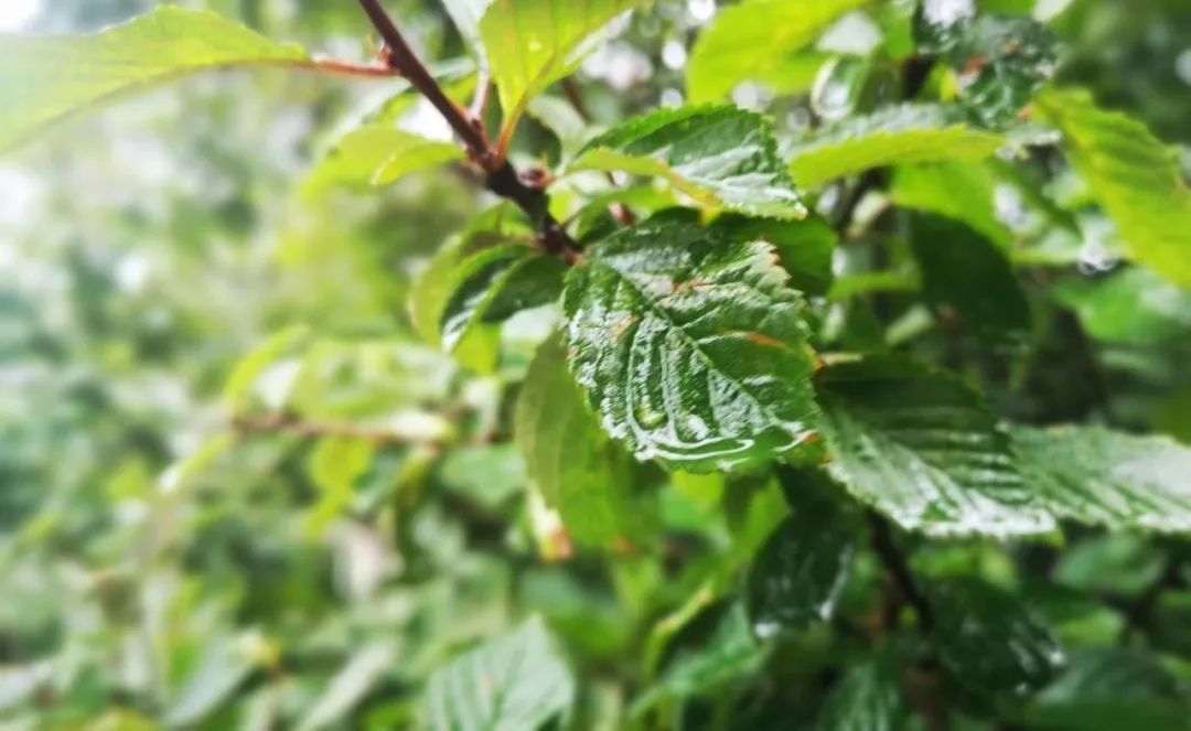 营口本地气候特征详解_营口未来三天天气预报_营口7月22日暴雨天气